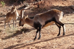 collado-del-almendral-1