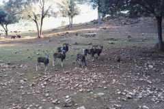 collado-del-almendral-11