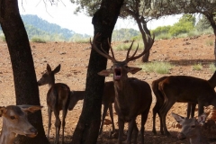 collado-del-almendral-12