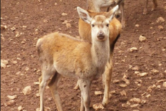 collado-del-almendral-13