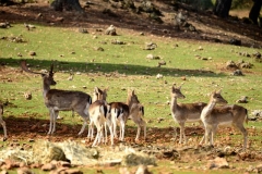 collado-del-almendral-15