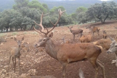 collado-del-almendral-6