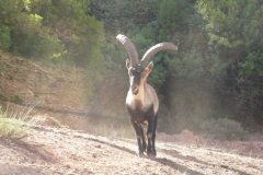 collado-del-almendral-9