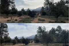dpr-trabajos-forestales1